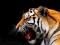 Duży tygrys - fototapeta 175x115 cm