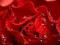 Krople w płatkach róży - fototapeta 175x115 cm