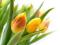Żółte Tulipany - fototapeta 175x115 cm