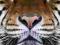 Tygrys - fototapeta 175x115 cm