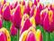 Plakat obraz 50x23cm WGA-00843 TULIPS