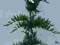 Juniperus sabiński TAMARISCIFOLIA jałowiec CHOINKA