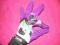 HELLO KITTY rękawice narciarskie LIGHT purple S/M