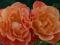 Rosa - Róża 'Westerland' - POMARAŃCZOWA -PNĄCA- !!