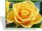 Rosa 'Goldstern' - Róża PNĄCA -ŻYWO ŻÓŁTA- !