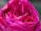 Rosa 'Othello' - Róża angielska *WIŚNIOWA* pnąca !