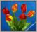 GK101 Tulipan satynowy Czerwony JAK ŻYWY