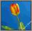 GK101 Tulipan satynowy Żółto - Czerwony JAK ŻYWY