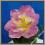 W0065 AMARYLIS główka kwiat - lilac