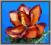W0065 AMARYLIS główka kwiat - brązowo-pomarańcz