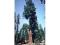 Największe drzewa świata Mamutowiec #128N11#