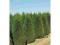 TUJE PIĘKNA TUJA THUJA SZMARAGD 120CM OKAZJA W-WA