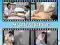 Masaż sportowy DVD Metodyka masażu w odnowie biolo