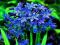 AGAPANT NIEBIESKI - AGAPANTHUS #SUPER CENA#