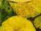 Aksamitka wzniesiona cytrynowo żółta 1g Legutko T