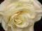 Rosa 'Schneewalzer' - Róża PNĄCA [ BIAŁA ] RARYTAS
