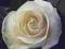 Rosa 'Chopin' - Róża WONNA - KREMOWO BIAŁA !! HiT