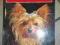 YORKSHIRE TERRIER Karin Biala Gauss