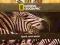 NATIONAL GEOGRAPHIC zebra ZESZYT 60 linia