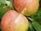 KOKSA POMARAŃCZOWA smaczne JABŁKO w DONICY jabłoń
