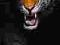 Tygrys (Skrada się) - plakat 158x53 cm