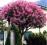 }{ BAJECZNA LAGERSTROEMIA INDICA KWITNIE 120 DNI {