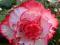 BEGONIA DWUKOLOROWA CAMELLIA cebulki 1szt