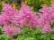 TAWUŁKA - ASTILBE RÓŻOWA 1SZT # TYLKO U NAS #