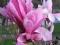 Magnolia Ricki *PURPUROWA*PIĘKNA* C3*60-70cm*N