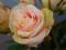Ekskluzywne sztuczne kwiaty-róża HOLENDERSKA 1305