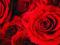 Czerwona Róże - fototapeta 175x115 cm