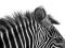 Cudowna Zebra! - fototapeta 175x115 cm