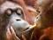 Orangutany - fototapeta 175x115 cm