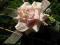 KOTYLIONY rózyczki różowe na szpilce