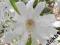 Magnolia Gwiaździsta Royal Star *50-70cm*C3*N*