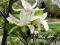 Magnolia pośrednia Speciosa *C3*60-70cm*N