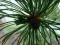 Pinus parviflora 'Shinbacu' - Sosna drobnokwiatowa