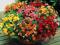 BEGONIE - BEGONIA MULTIFLORA MIX 5 szt #OKAZJA#