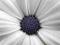 Biały kwiat - fototapeta fototapety 175x115 cm