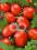 Pomidor KMICIC 1g 200 NASION MEGA PAKA