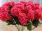 Piękna czerwona hortensja ,sztuczne kwiaty