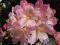 RÓŻANECZNIK rhododendron PERCY WISEMAN OSTATNIE!