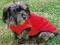 TRIXIE PŁASZCZYK PLAISIR 25cm XS CZERWONY TX-30702
