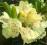RÓŻANECZNIK rhododendron GOLDKRONE żółty HIT