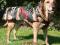 TRIXIE UBRANKO MORO-CZERWONE XS 30cm TX-30771