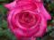 Róża wielkokwiatowa Gaujard *czerwona*kopana*N