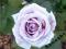 Róża Mainzer Fastnacht *fiolet-lawenda*kopana*N