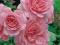 Róża rabatowa Bonica *jasnoróżowa*kopana*N*