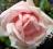 Róża pnąca New Dawn *kremowo różowa*kopana*N*