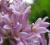 Syringa prestoniae 'Minuet' - Lilak ottawski